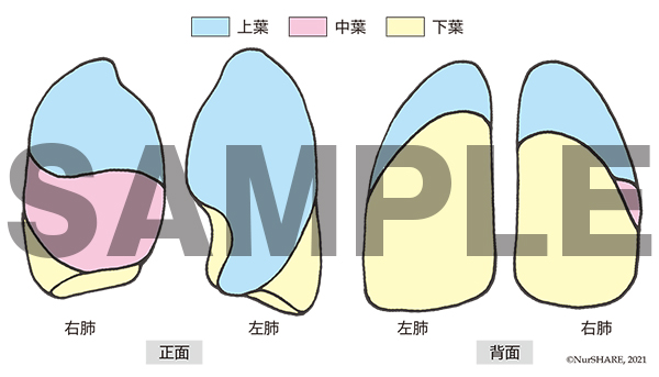 肺の構造【呼吸器】