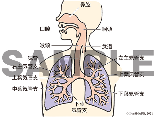 気道の構造【呼吸器】