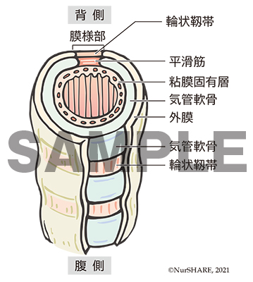 気管支の構造（断面）【呼吸器】