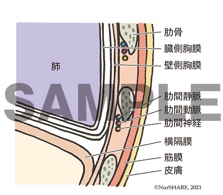 胸膜とその周囲の構造【呼吸器】
