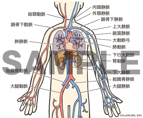 循環器系の構造【循環器】