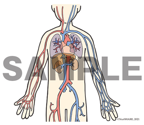 循環器系の構造[文字なし]【循環器】