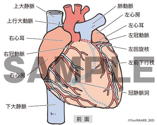 心臓の構造（前面）【循環器】