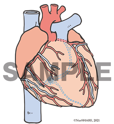心臓の構造（前面）[文字なし]【循環器】