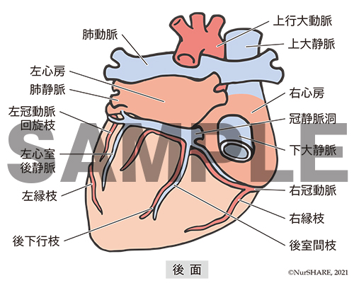 心臓の構造（後面）【循環器】