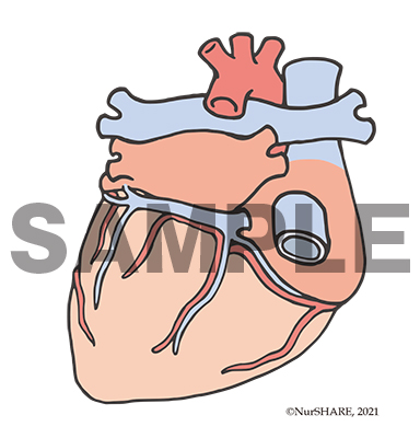 心臓の構造（後面）[文字なし]【循環器】