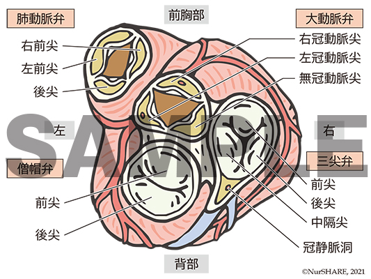 心臓の弁の構造【循環器】