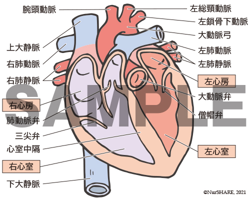 心臓の構造（断面）【循環器】