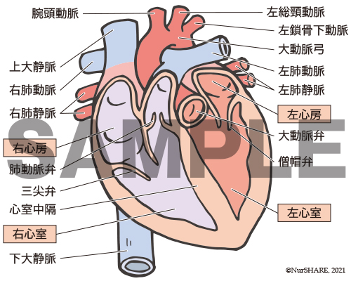 看護教育のための情報サイト Nurshare 教材シェア フリーイラスト 詳細