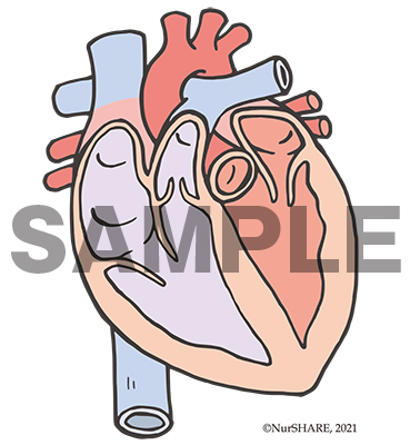 心臓の構造（断面）[文字なし]【循環器】