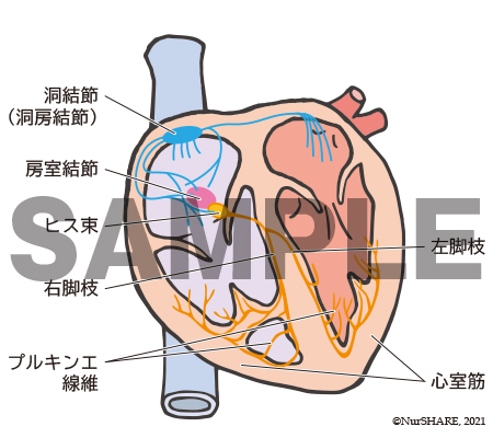 心臓の刺激伝導系【循環器】