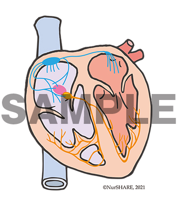 心臓の刺激伝導系[文字なし]【循環器】