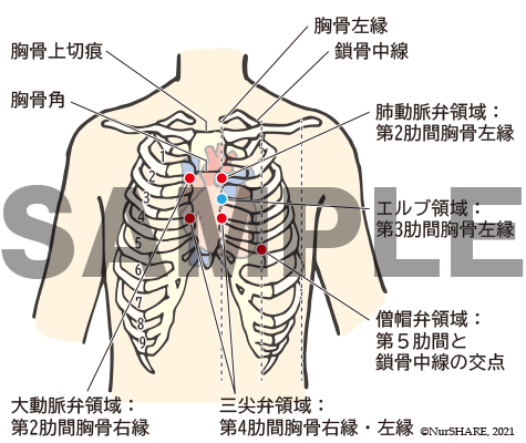 心音の聴診部位