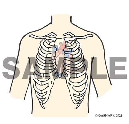 胸骨・肋骨と心臓の構造【循環器】