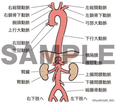 大動脈の構造【循環器】
