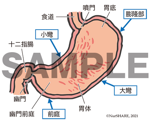 胃の構造（断面）【消化器】