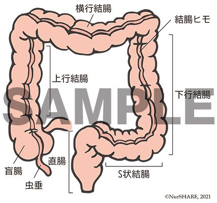大腸の構造【消化器】