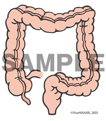 大腸の構造[文字なし]【消化器】