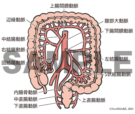 大腸の動脈【消化器】