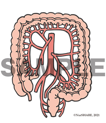 大腸の動脈[文字なし]【消化器】