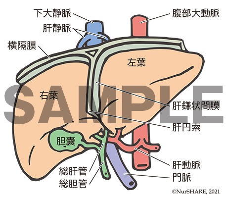 肝臓と周囲の構造【消化器】