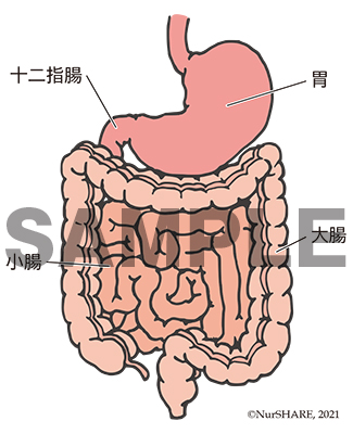 胃・腸の構造【消化器】