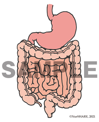 胃・腸の構造[文字なし]【消化器】