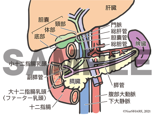 肝・胆・膵の構造【消化器】